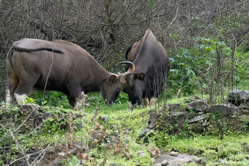 Obraz premium Big Indian bison face off each other and head butt in Kodaikanal, India