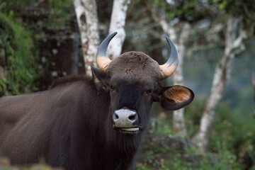 Naklejka na ściany i meble bull India bison up close in Kodaikanal, India