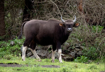 Indian Bison looking all muscular and staring at the camera in Kodaikanal