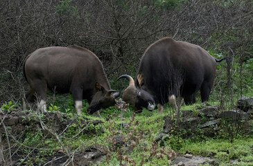 Indian bison aggressively head butting each other in Kodaikanal, India
