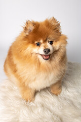 Obraz premium pomeranian dog portrait