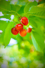 Ripe cherries in the garden. New crop of sweet cherries. Delicious natural treat. Beautiful red berries on a background of green foliage