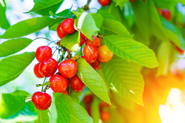 Beautiful red berries on a background of green foliage. Ripe cherries in the garden. Delicious natural treat. New crop of sweet cherries