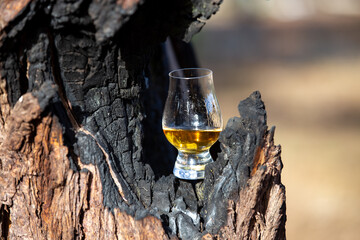Single malt Scotch whisky turfed in glencairn crystal glass in selective focus. Coal trunk in...