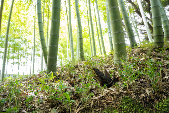 A small bamboo shoot has grown in the bamboo forest.