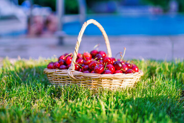 New crop of sweet cherries. Beautiful red berries in the sun. Delicious natural treat. Ripe...