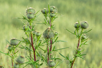 green wild thistle in the grass in summer meadow