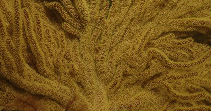 Yellow gorgonian closeup zoom.
