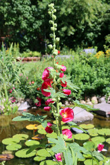 Obraz premium rote Stockrose (Alcea rosea) im naturnahen Garten