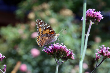 Distelfalter (Vanessa cardui)  auf einer Verbene