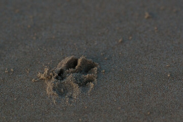 Fototapeta na wymiar Dog paw print in beach sand in the evening light