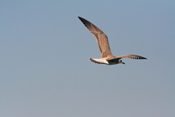 Jeune goéland, avec son plumage brun, en vol.