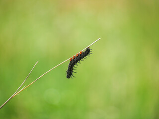 caterpillar on a leaf