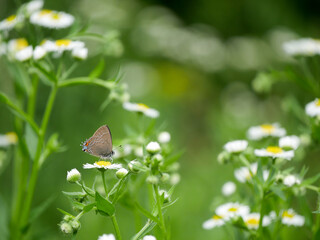 butterfly on a flower