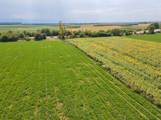 Fototapeta na wymiar Aerial view of landscape sunflower field, Bulgaria