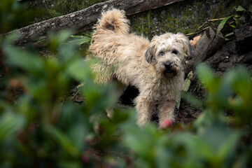 dirty stray dog ​​in the middle of nature