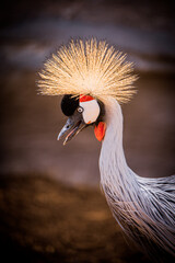 Fototapeta premium Crowned Crane Bird Portrait