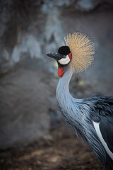 Crowned Crane Bird Portrait