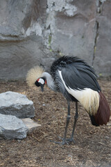 Crowned Crane Bird Portrait