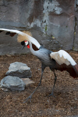 Crowned Crane Bird Portrait
