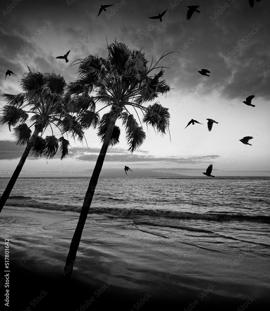 Wall mural sunrise and ocean and palms