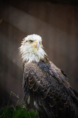 Naklejka premium BALD EAGLE PORTRAITR WITH BRIGHT YELLOW EYES