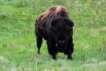 Bison at National Bison Range