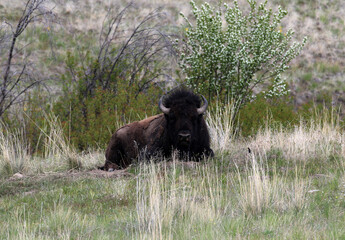 Bison at National Bison Range