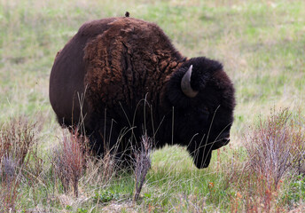 Bison at National Bison Range