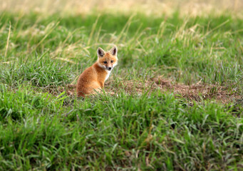Red fox in Babb Montana