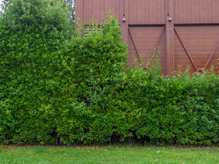 Landscaping. Trimmed bushes against the background of the facade of a modern house. Beautiful wall.  Back yard.