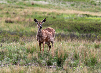 Deer in Babb Montana