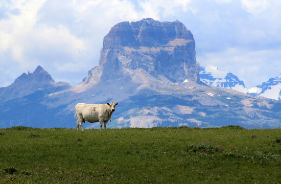 White Cow With Chief Mountain