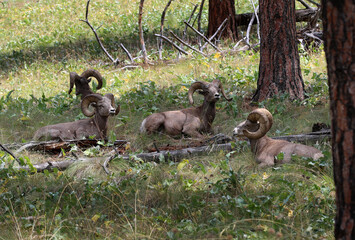Bighorn Sheep at Flathead Lake