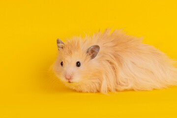 angora hamster on a yellow background. animal rodent