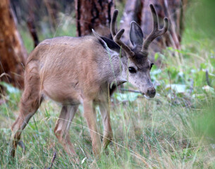 Deer in Flathead Valley Montana