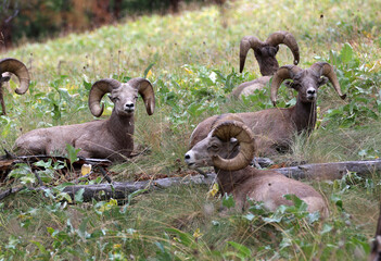 Bighorn Sheep at Flathead Lake
