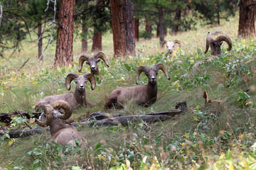 Bighorn Sheep at Flathead Lake