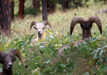Bighorn Sheep at Flathead Lake
