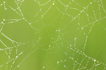Fototapeta na wymiar spider web with dew