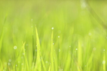 Obraz premium green grass with dew