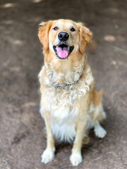 golden retriever puppy