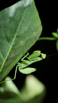 VERTICAL VIDEO: Close-up of large green praying mantis sitting on green leaf