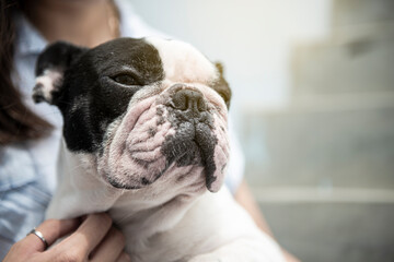 French bulldog closeup being petted