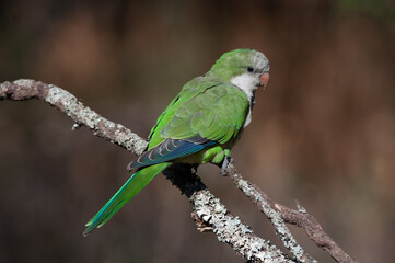 A Monk Parakeet, landed in the dry branch os tree whach the food in the floor