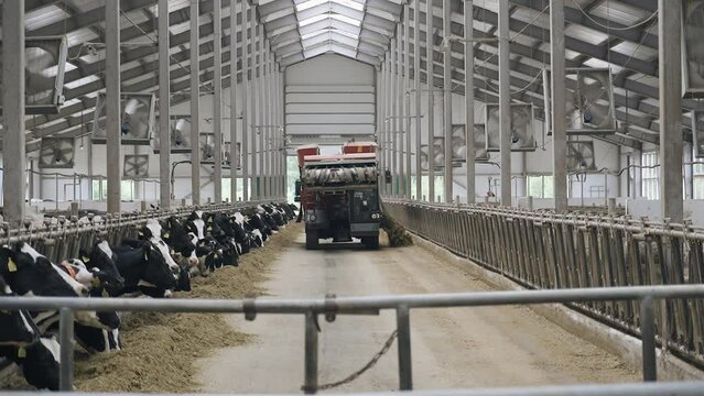 The equipment moves through the cowshed and pours food for the cows. There is a procedure for feeding animals