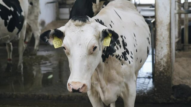 Shooting a white cow with black spots on a livestock farm. The animal looks towards the camera