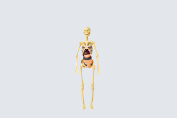 human body model with skeleton, bones and internal organs on a white background, educational toy, anatomy study in kindergarten and school, lungs, stomach, intestines, skull, body structure