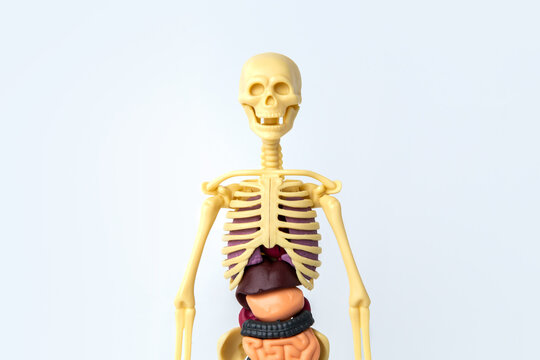 human body model with skeleton, bones and internal organs on a white background, educational toy, anatomy study in kindergarten and school, lungs, stomach, intestines, skull, body structure