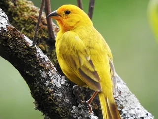 Fotobehang Pájaro canario amarillo © Dasaluso
